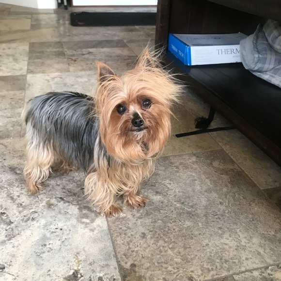 Meet your Posher, Kimberley - Picture 2 of 2